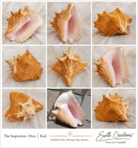 Image created with the assistance of ChatGPT by OpenAI Earth Creations™ | From a Conch Shell to Nature-Inspired Art Conch Shell Collage